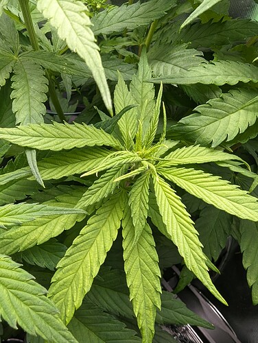 Growreport Bild 1