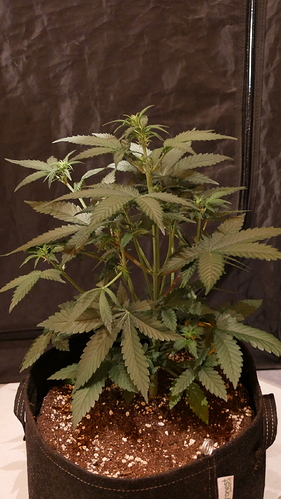 Growreport Bild 11