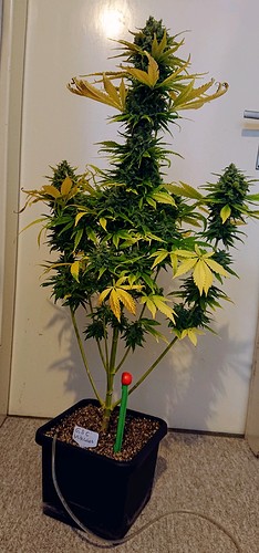 Growreport Bild 6