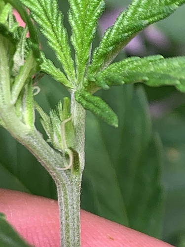 Growreport Bild 13