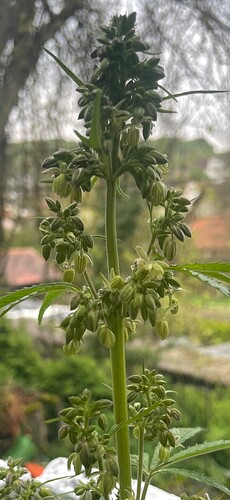 Growreport Bild 3