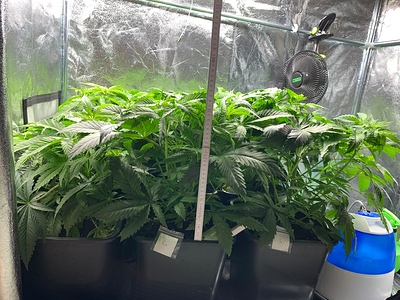 Growreport Bild 12