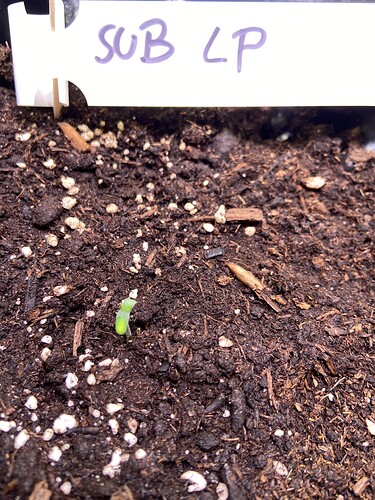 Growreport Bild 29