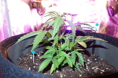 Eine junge Cannabispflanze in einem Vliesstofftopf, die unter einer LED-Lampe wächst. Ein kleiner Holzstab mit einem blauen Punkt ist im Boden neben der Pflanze platziert. Ein Etikett mit der Aufschrift "CONCH" ist am Rand des Topfes befestigt.
