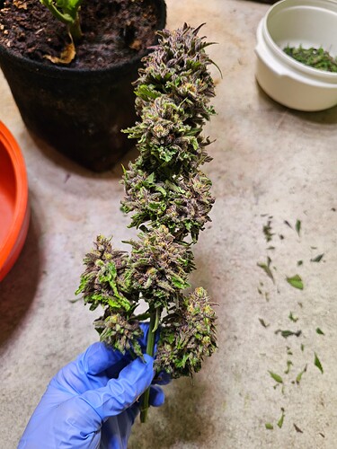 Growreport Bild 34