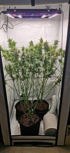 Growreport Bild 1