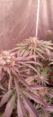 Growreport Bild 8