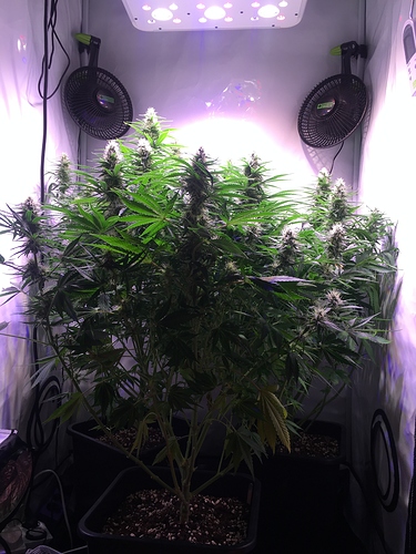 Growreport Bild 1
