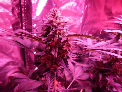 Growreport Bild 20