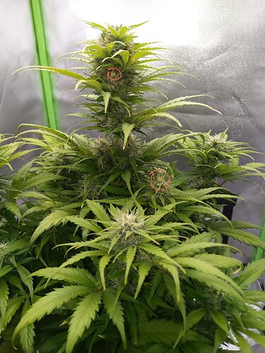 IMG_20230604_112155~3