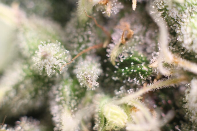 Growreport Bild 37
