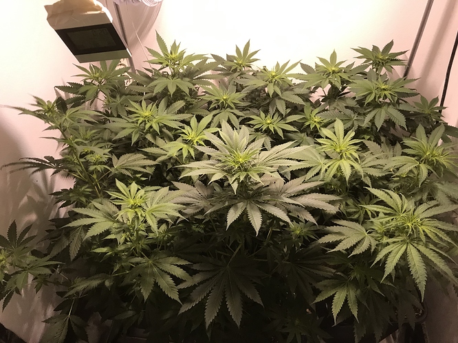 Growreport Bild 28