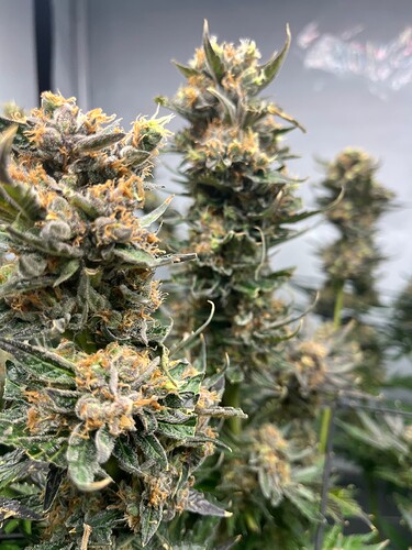 Growreport Bild 3