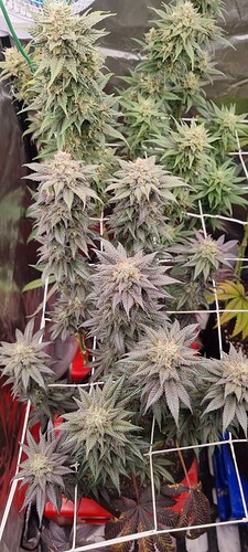 Growreport Bild 17