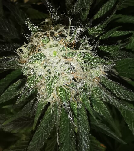 Growreport Bild 34