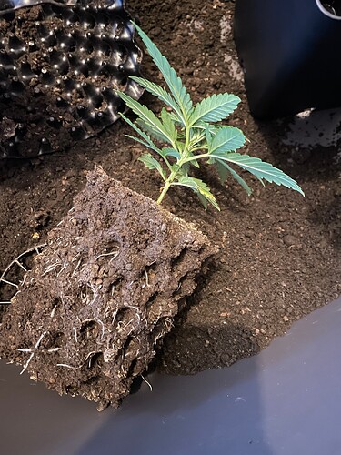 Growreport Bild 5