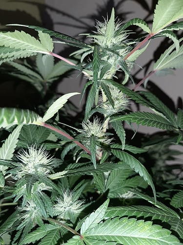 Growreport Bild 6
