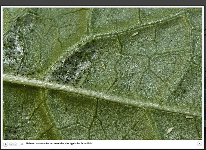 Screenshot 2022-01-17 at 00-03-23 Schäden