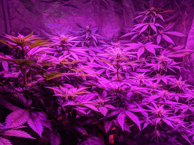 Growreport Bild 1