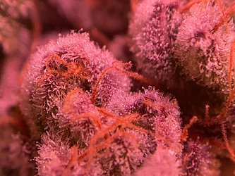 Growreport Bild 26