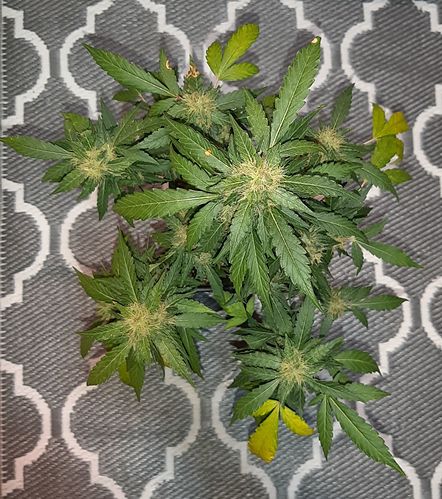 Growreport Bild 2