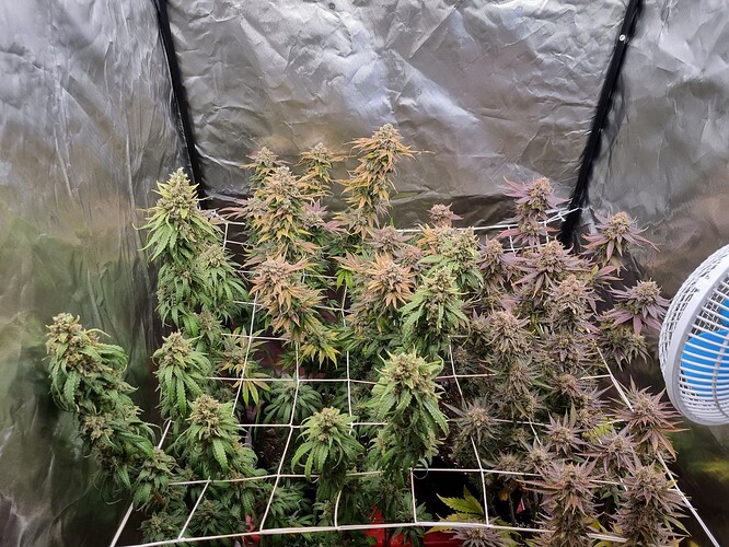 Growreport Bild 37