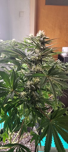 Growreport Bild 6