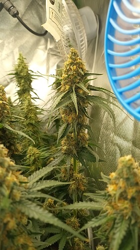 Growreport Bild 2