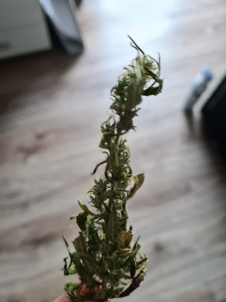 Mein erster grow ^^ ernte