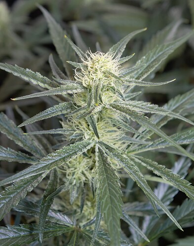 Growreport Bild 8