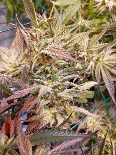 Growreport Bild 12