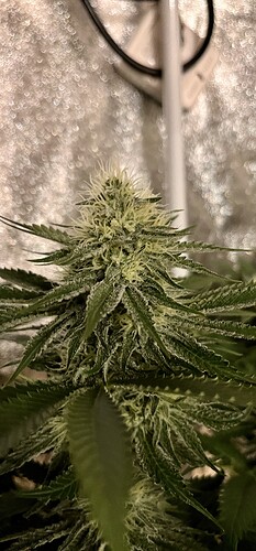 Growreport Bild 13