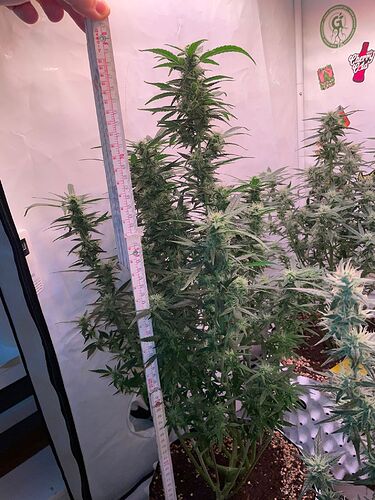 Growreport Bild 1