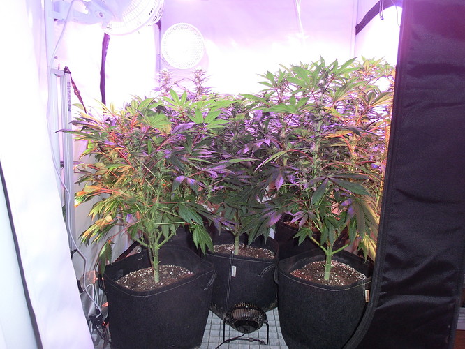 Growreport Bild 3