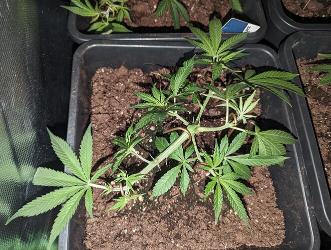 Growreport Bild 3