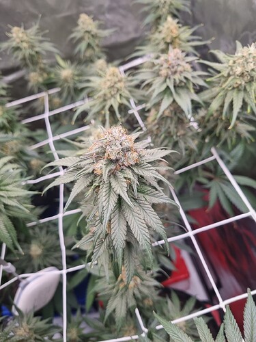 Growreport Bild 23