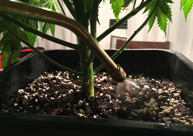 Growreport Bild 4