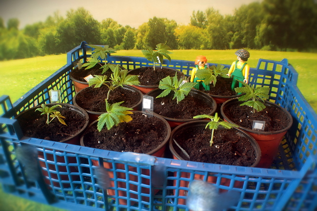 Growreport Bild 7