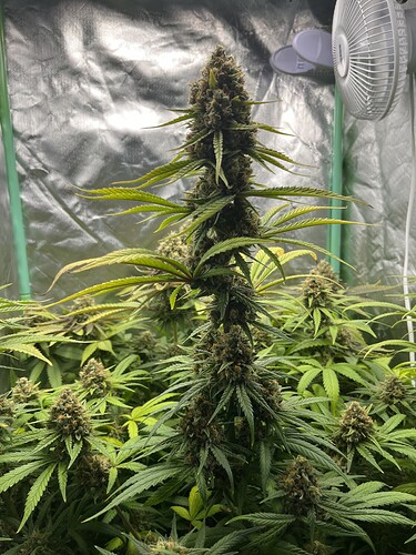 Growreport Bild 2