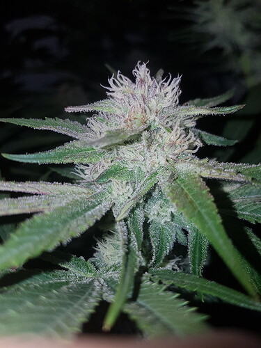 Growreport Bild 5
