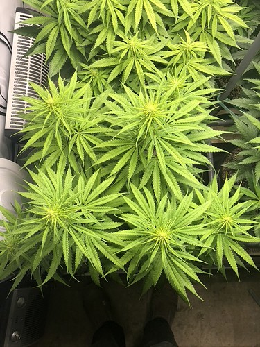 Growreport Bild 2