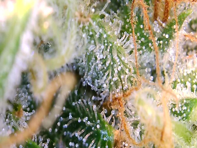 Growreport Bild 3