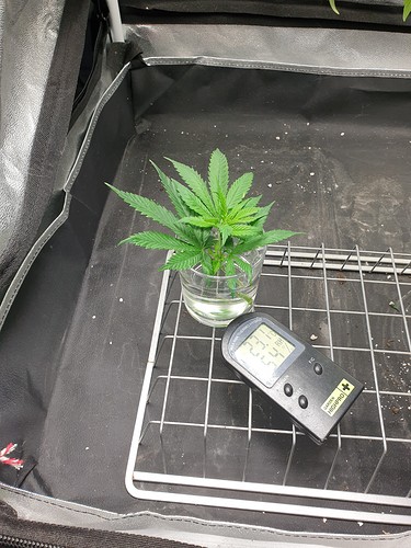 Growreport Bild 8