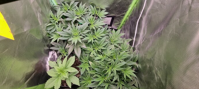 Growreport Bild 17