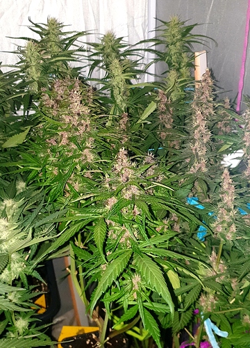 Growreport Bild 1