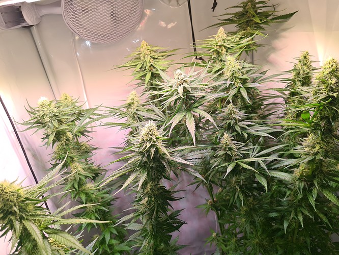 Growreport Bild 1