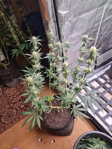 Growreport Bild 12