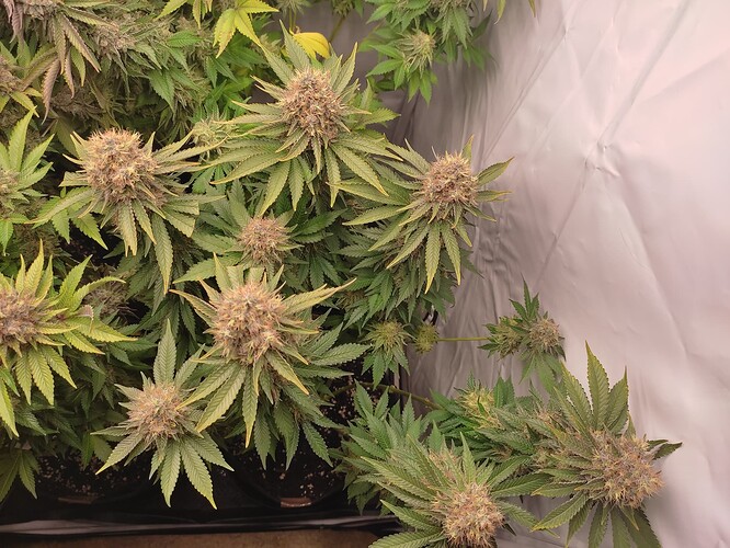 Growreport Bild 13
