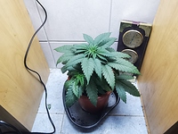 Growreport Bild 9