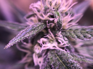 Growreport Bild 11